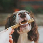 Dog enjoying a homemade dog treat biscuit