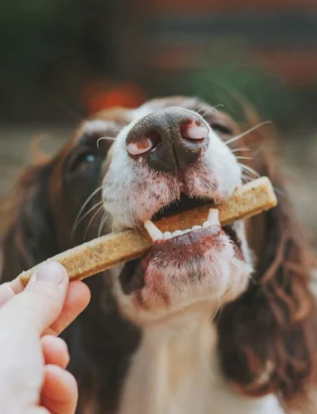 Dog enjoying a homemade dog treat biscuit