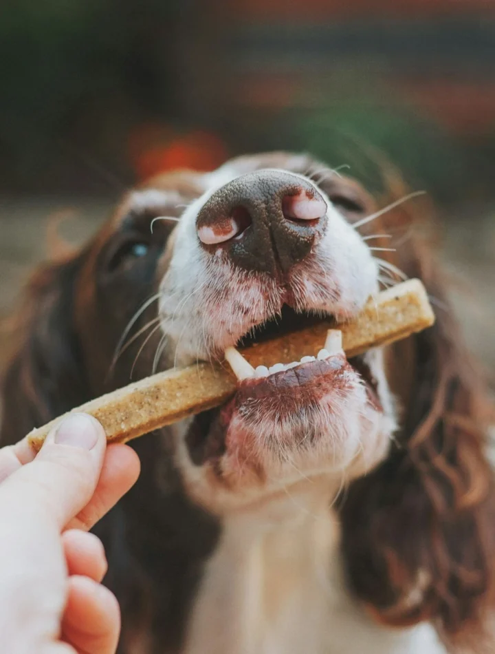 Dog enjoying a homemade dog treat biscuit