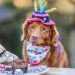 9 Easy Homemade Dog Birthday Cake Recipes For Your Pups