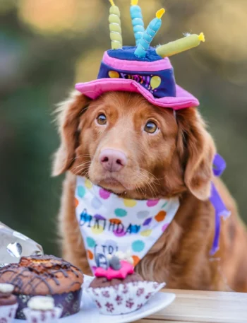 9 Easy Homemade Dog Birthday Cake Recipes For Your Pups