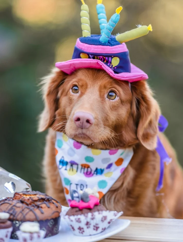 9 Easy Homemade Dog Birthday Cake Recipes For Your Pups