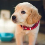 Adorable puppy with a green dog bowl, showcasing vet-approved homemade dog food recipes for healthy meals