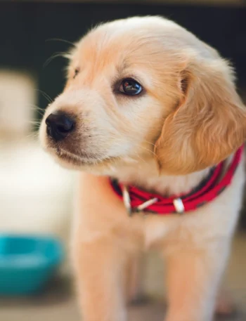 Adorable puppy with a green dog bowl, showcasing vet-approved homemade dog food recipes for healthy meals