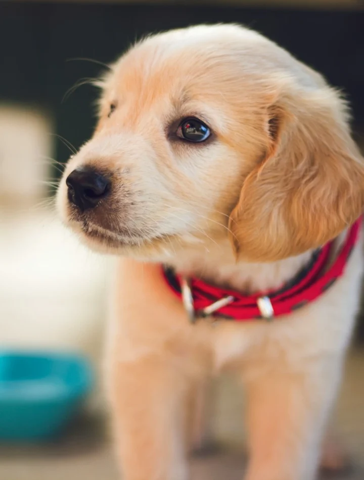 Adorable puppy with a green dog bowl, showcasing vet-approved homemade dog food recipes for healthy meals