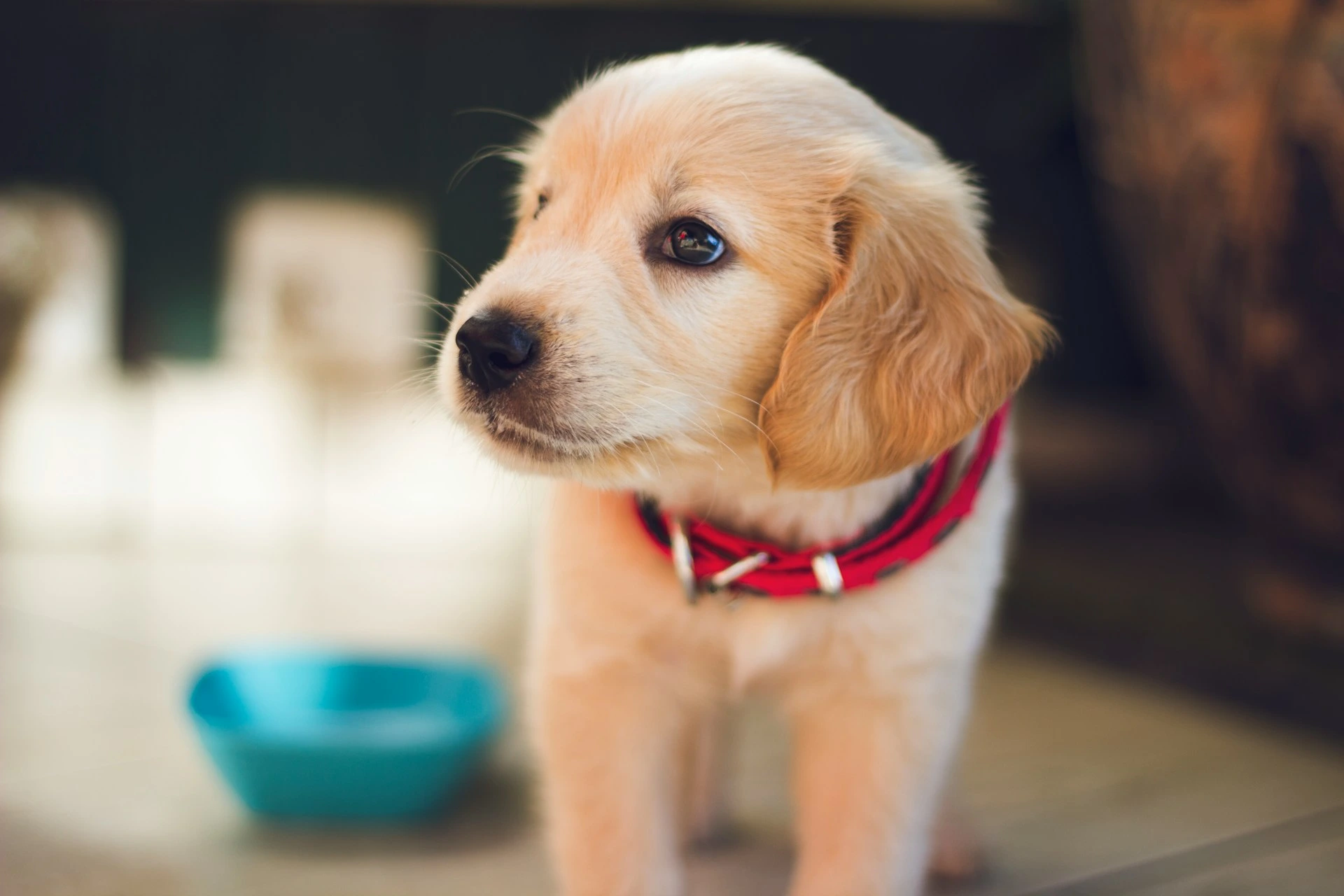 Beautiful view of Healthy Homemade Dog Food Recipes For Sick Pets