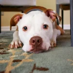 A senior dog with arthritis rests on a soft carpet below a table, showcasing the benefits of homemade food for dogs with arthritis. The dog appears relaxed and happy, highlighting how a nutritious, anti-inflammatory diet can improve joint health and mobility