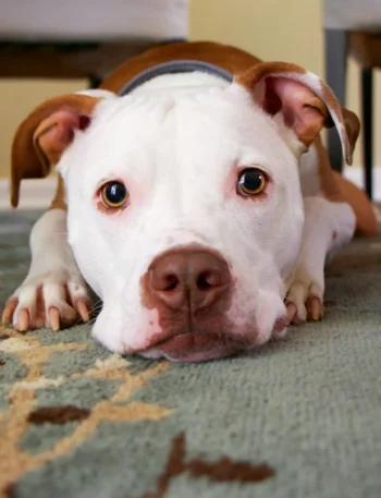 A senior dog with arthritis rests on a soft carpet below a table, showcasing the benefits of homemade food for dogs with arthritis. The dog appears relaxed and happy, highlighting how a nutritious, anti-inflammatory diet can improve joint health and mobility