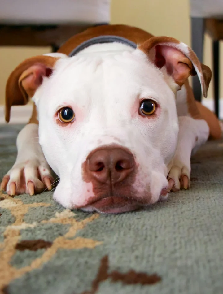 A senior dog with arthritis rests on a soft carpet below a table, showcasing the benefits of homemade food for dogs with arthritis. The dog appears relaxed and happy, highlighting how a nutritious, anti-inflammatory diet can improve joint health and mobility